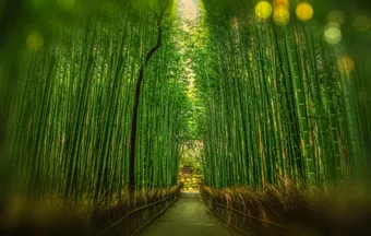 The Arashiyama Bamboo Grove offers a peaceful walk surrounded by nature. Tall bamboo stalks create a calm and almost otherworldly atmosphere.