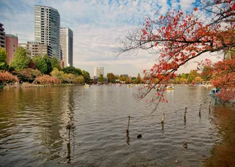 Relaxing scene of Ueno Park's lagoon in Tokyo, with autumn foliage and city skyline.