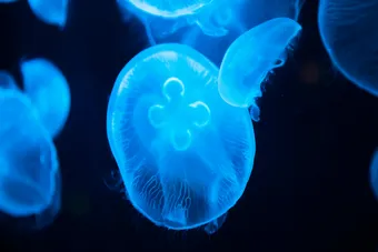 Group of glowing blue transparent jellyfish swimming on black background in dark sea in deep water in bright neon light. Jellyfish are very common around the islands of Okinawa and can be extremely dangerous.