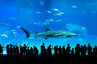 Whale shark inside the giant aquarium.