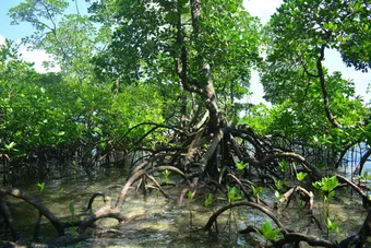 The mangroves of Iriomote-jima are among the largest and best preserved in Japan, forming a dense network of roots and waterways along coastal rivers. A true haven for exceptional biodiversity, they shelter many endemic species and create a wild landscape that can be explored, notably by kayak.