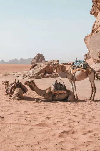 Camels resting in the sandy Wadi Rum desert, showcasing Jordan's arid beauty and outdoor adventure.