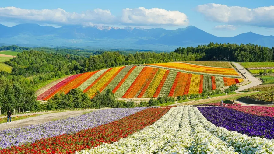 Champs de fleurs multicolores en terrasses à Hokkaido, avec des montagnes en arrière-plan sous un ciel dégagé