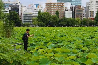 The lotus field in Ueno Park creates a peaceful scene in the heart of Tokyo. In summer, large green leaves cover the pond and draw many visitors.