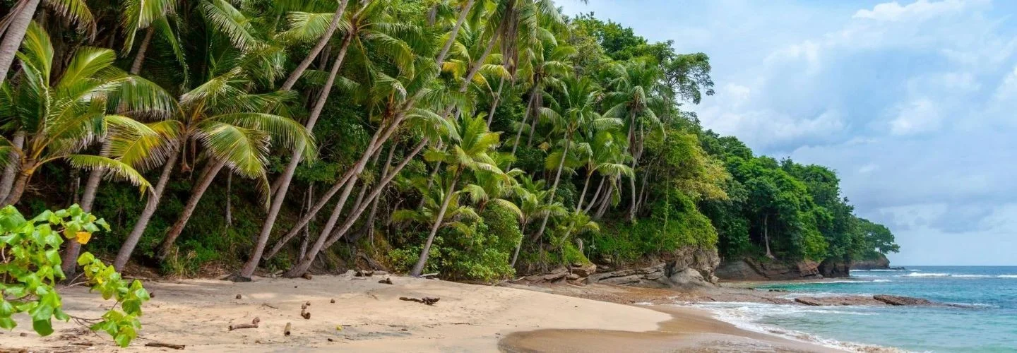 Tropical beach with blue sky, beach and palms